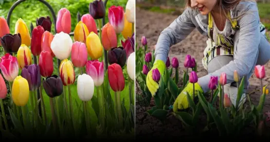 Начинается сезон посадки тюльпанов: советы экспертов