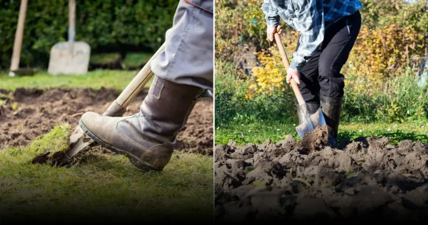 Первые посевы весной: горох и редиска для раннего урожая
