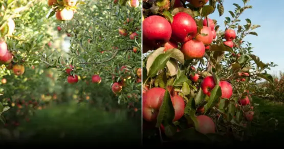 простые способы повысить урожай яблони