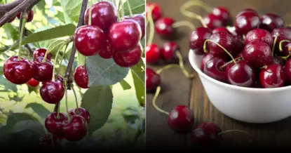 Осенняя подкормка вишни: секреты богатого урожая