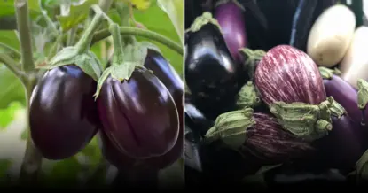 Соседство баклажанов и фасоли: залог рекордного урожая