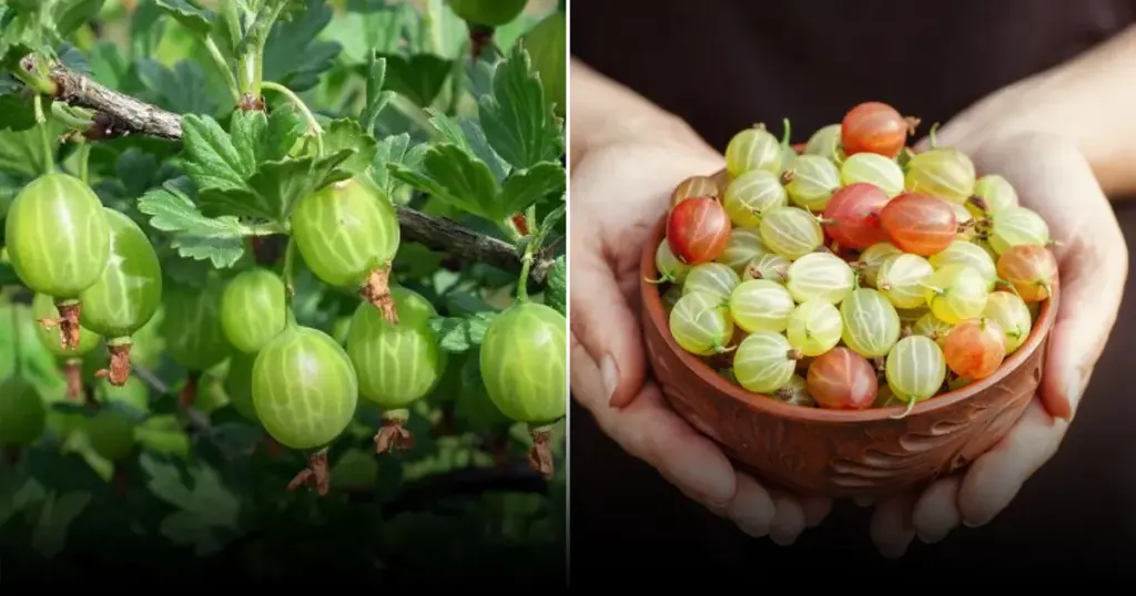 Помидоры и крыжовник: эффективный симбиоз