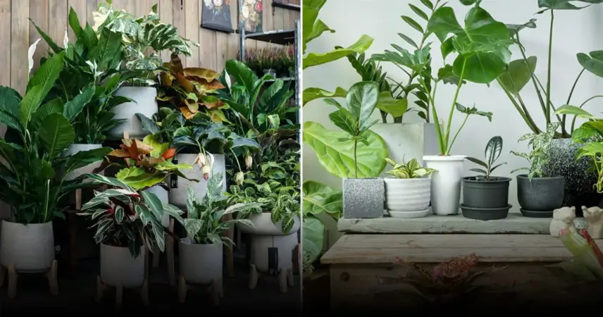 Растут, как на дрожжах: что капнуть в горшок с цветами