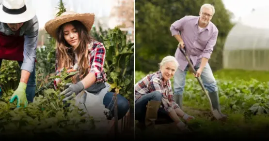 Рябина у дома: символика, магия и практическое использование