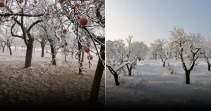 Соленая вода для обработки яблонь: старинный метод возвращается