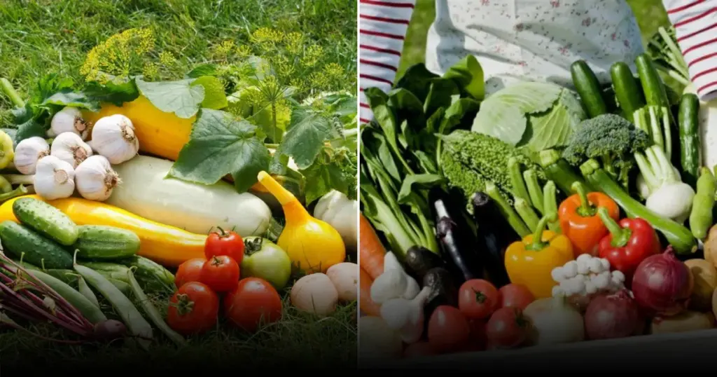 Урожай без солнца: как выбрать культуры для теневых участков