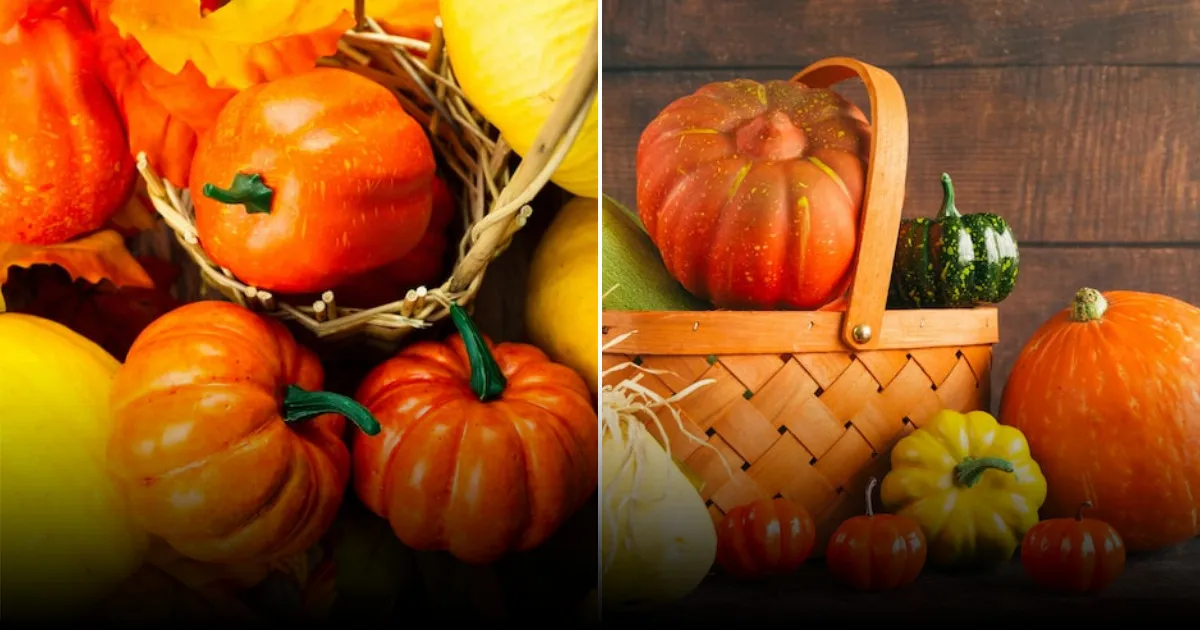 Как вырастить гигантскую тыкву без удобрений: секрет рыхления