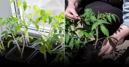 Дрожжевая вода как стимулятор для рассады: эффект заметен уже через 3 дня