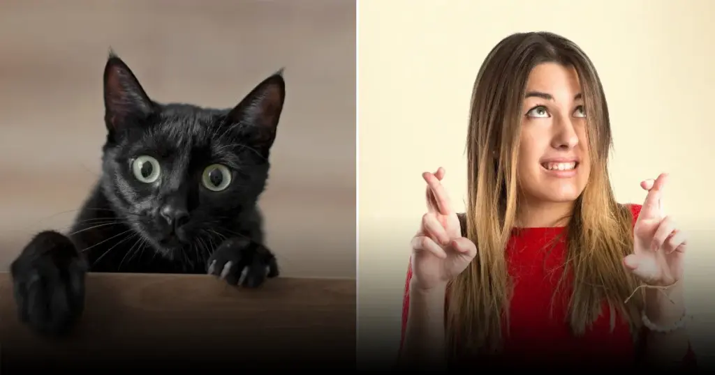 Зачем в новый дом запускают кошку: история традиции