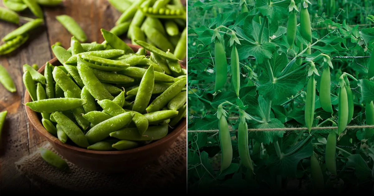 Почему горох становится горьким: причины, последствия и рекомендации Почему горох становится горьким: причины, последствия и рекомендации