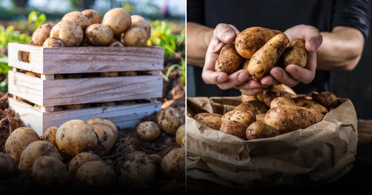Что будет, если полить картофель дрожжами: проверенный способ