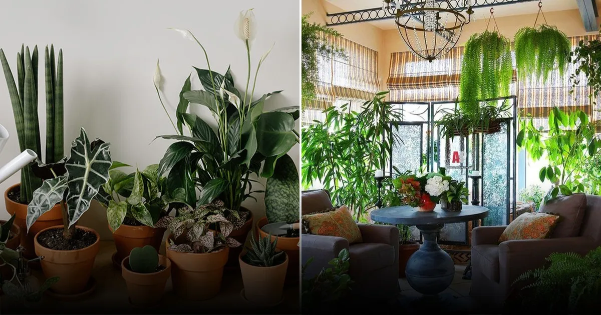 Почему ваши цветы не растут: важная ошибка при поливе