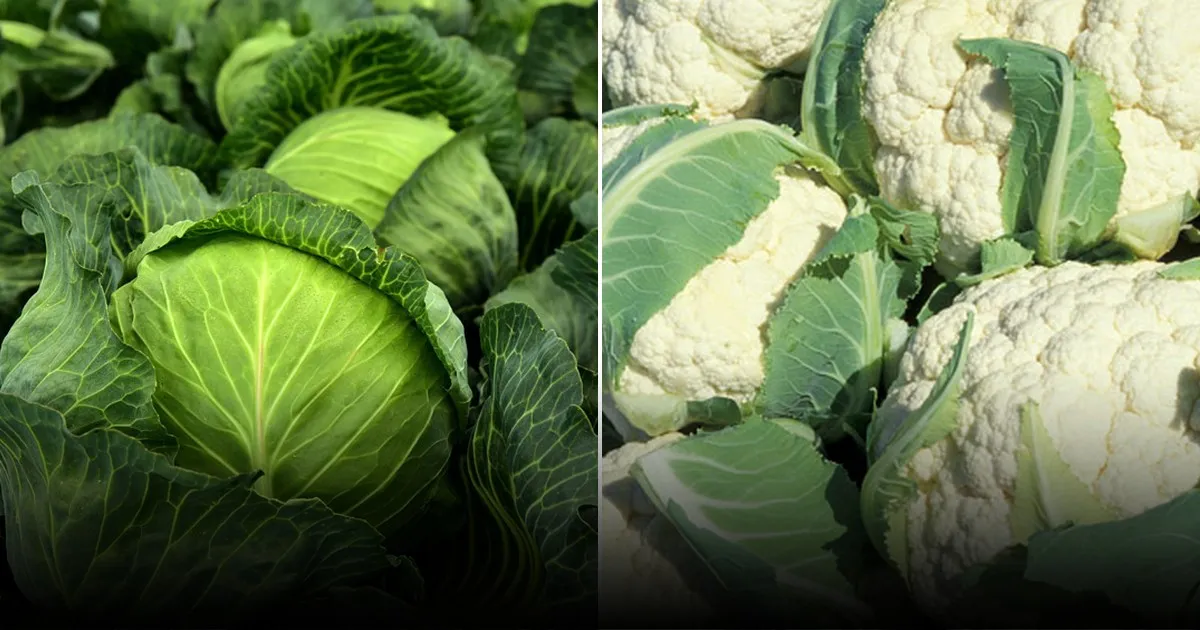 Названы причины, почему не завязывается цветная капуста