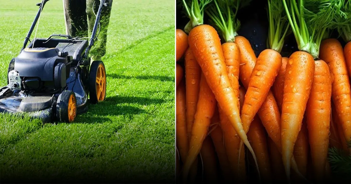 Преимущества мульчирования скошенной травой в огороде