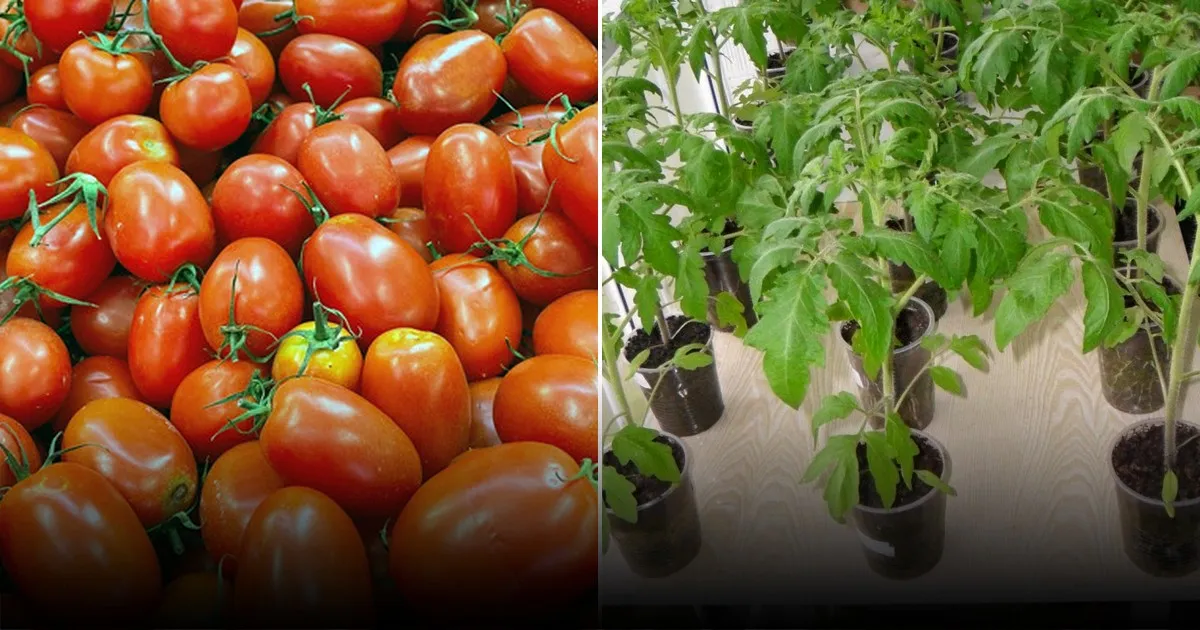 Что делать с пасынками томатов после обрезки: экологичное удобрение