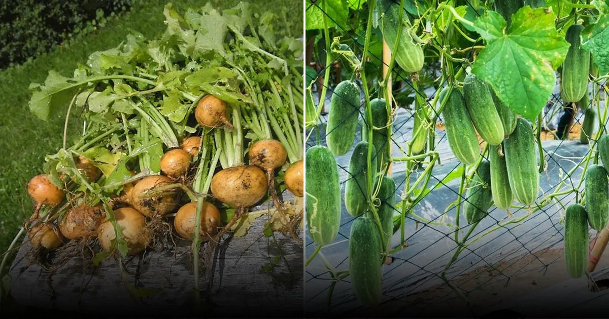 Секретная добавка в лунку повышает урожай перцев: биогумус, ферментированные отходы и дрожжи