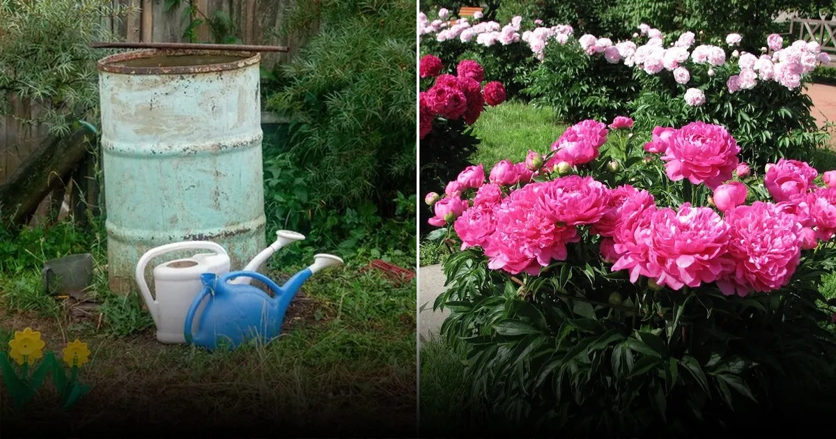 Полив фиалок: как вода и режим увлажнения поддерживают цветение