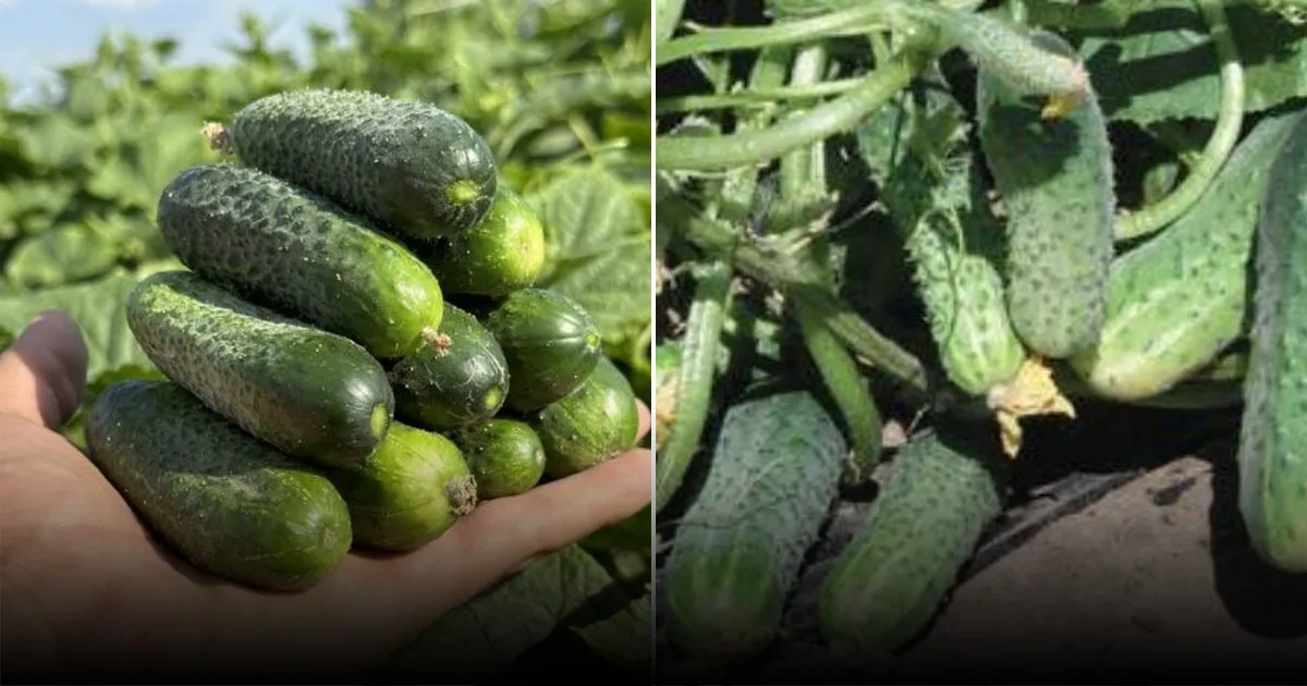 Как продлить плодоношение огурцов с помощью мульчирования почвы