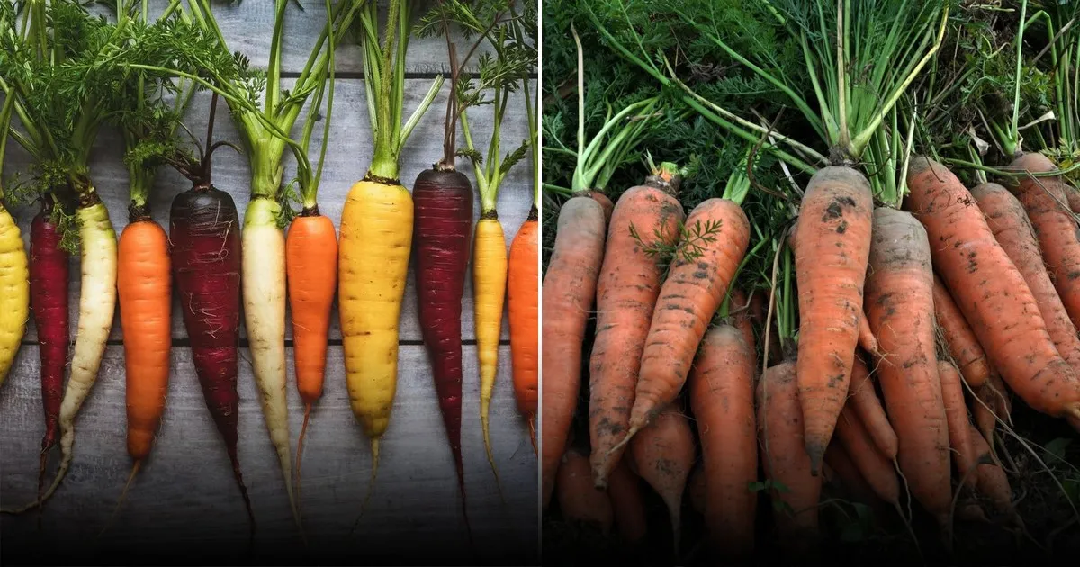 Как посадить морковь без прореживания и получить хороший урожай