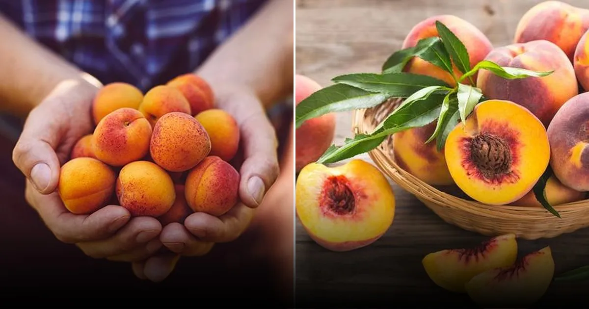 Как вырастить огромный урожай персиков весной