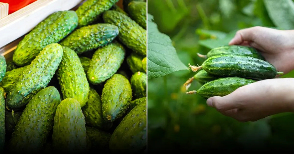 Как правильно поливать огурцы: сбор урожая до октября и предотвращение пустот