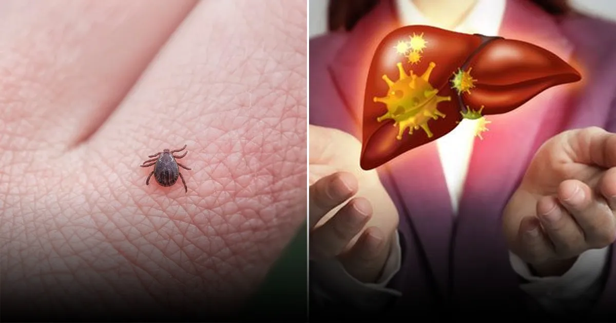 Как бороться с колорадским жуком без химии и сохранить урожай