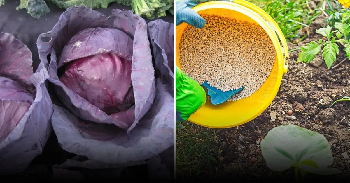 Как вырастить крупный крыжовник и удивить урожаем ягод