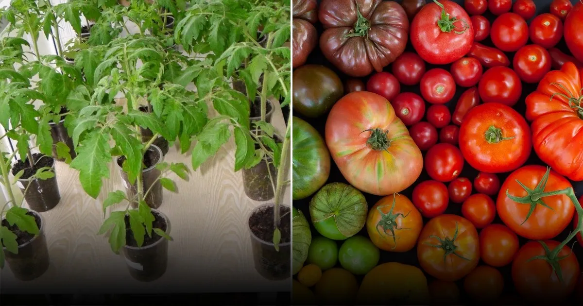 Кистевые томаты: сравнение Кистевого F1 и Альфонса F1 для обильного урожая кистями