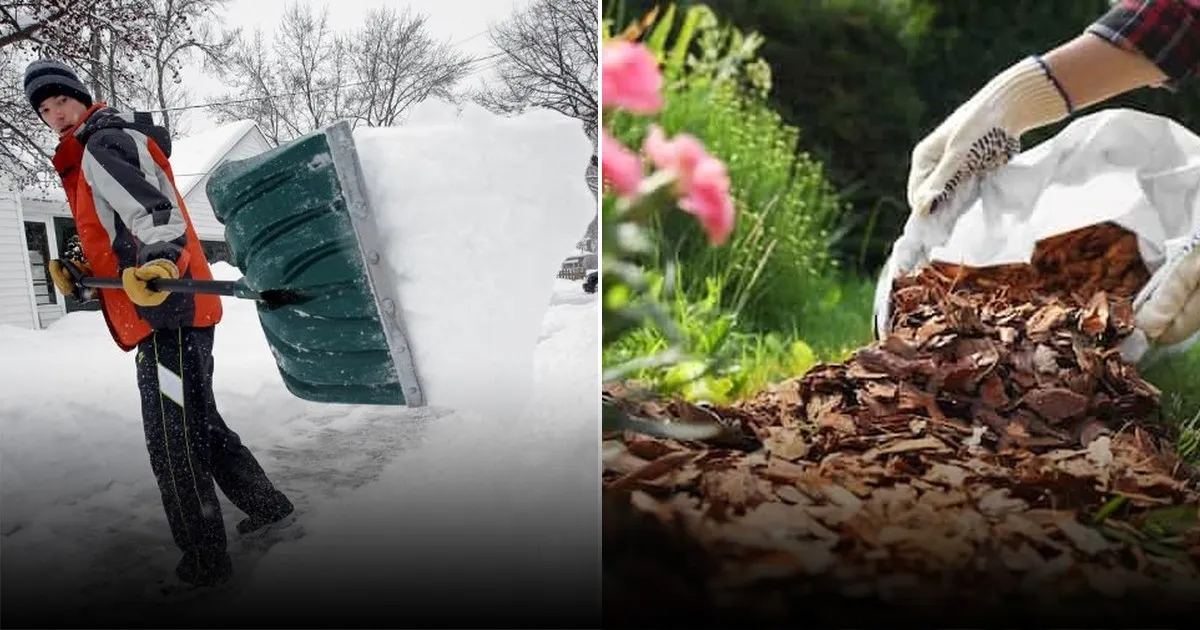 Благоприятные дни для дачных работ на 17–23 января по лунному календарю