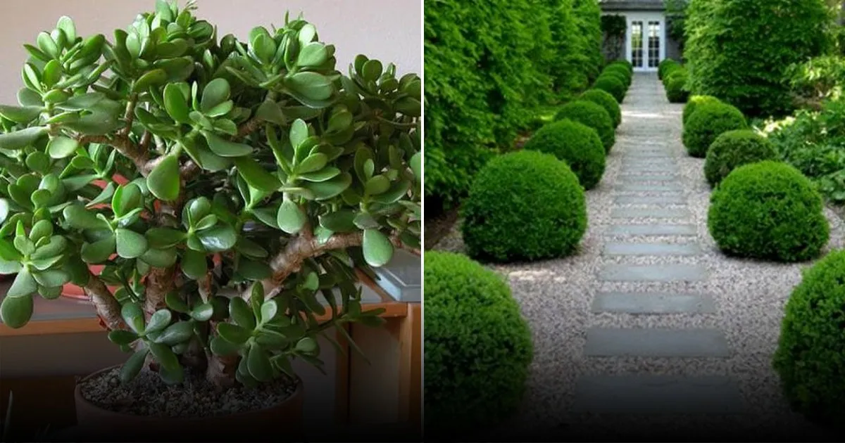 Почему петуния вытягивается: как вырастить растение шаровидной формы