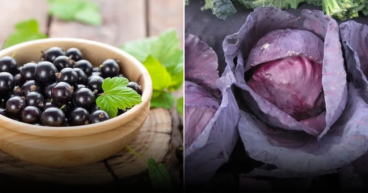 Урожай смородины: народная подкормка из картофельных очистков и крахмала