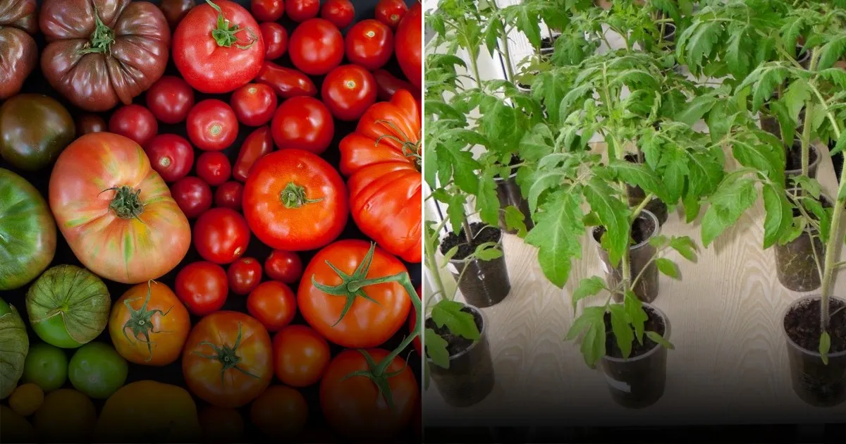 Как дачники применяют соду для выращивания томатов: простые рецепты и советы