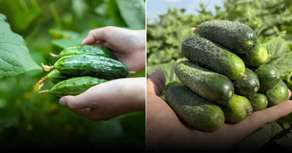 Эффективное восстановление плодородия почвы после сбора огурцов