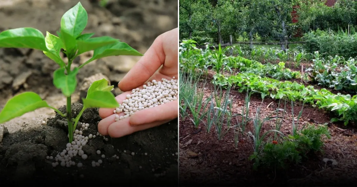 Оптимальная дозировка золы для грядок: как правильно использовать природное удобрение