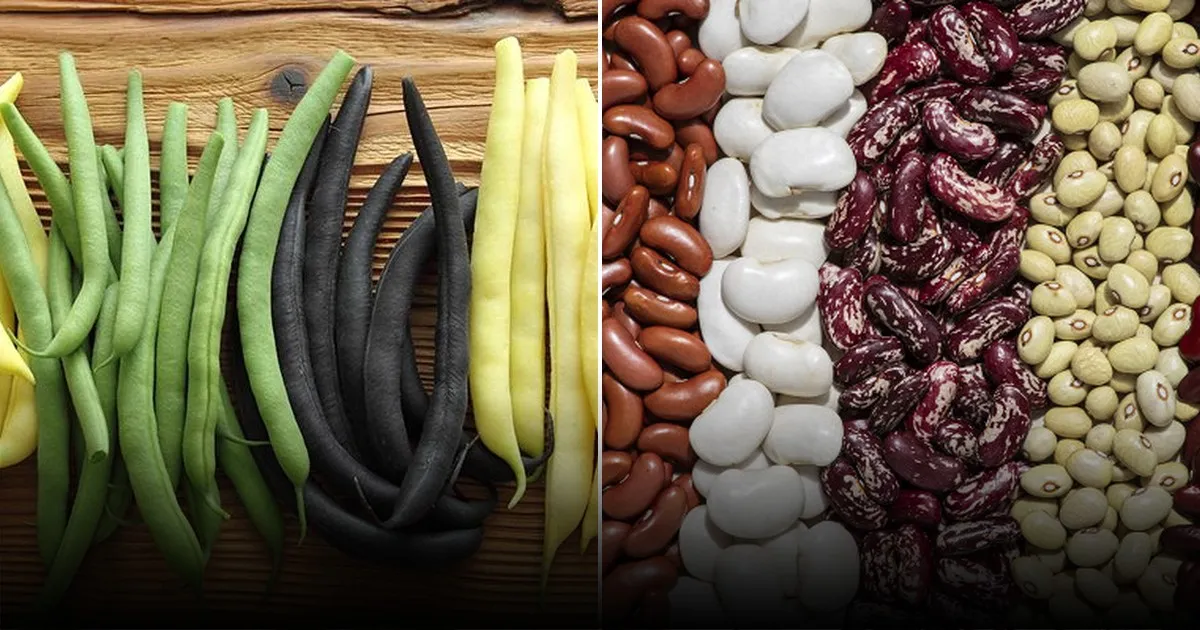 Названы преимущества фасоли для улучшения плодородия почвы и севооборота