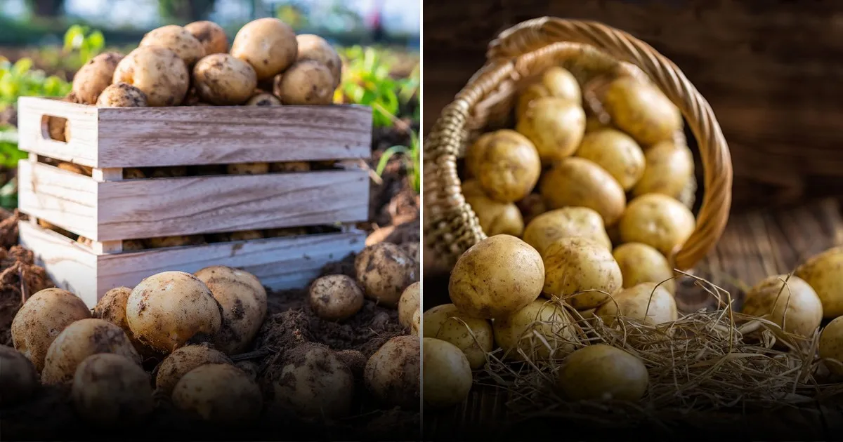 Земля кричит о помощи: что сажать после картофеля для мегаурожая