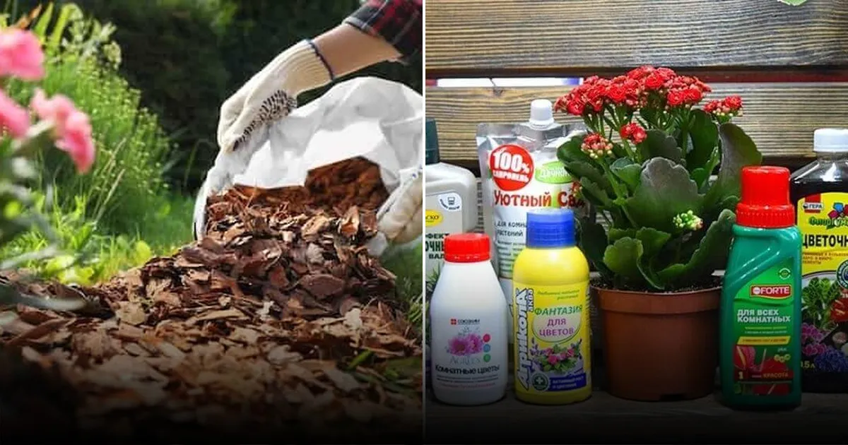 Послепосадочный период: как восстановить плодородие почвы после клубники