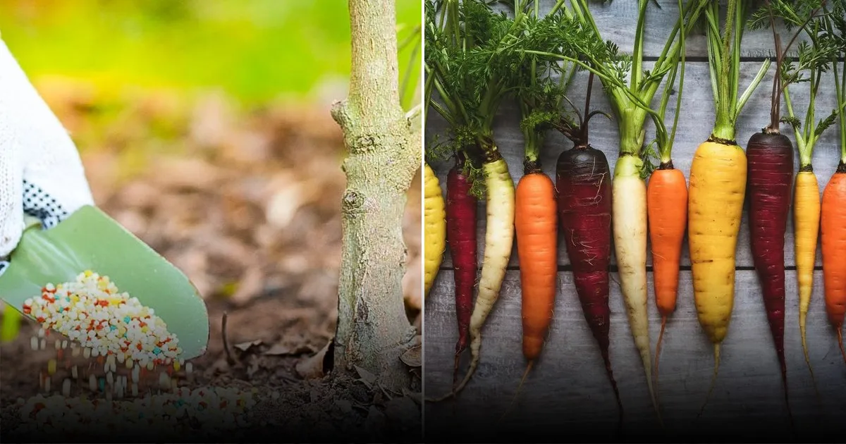 Что сеять после моркови: рекомендации по выбору культур для восстановления почвы