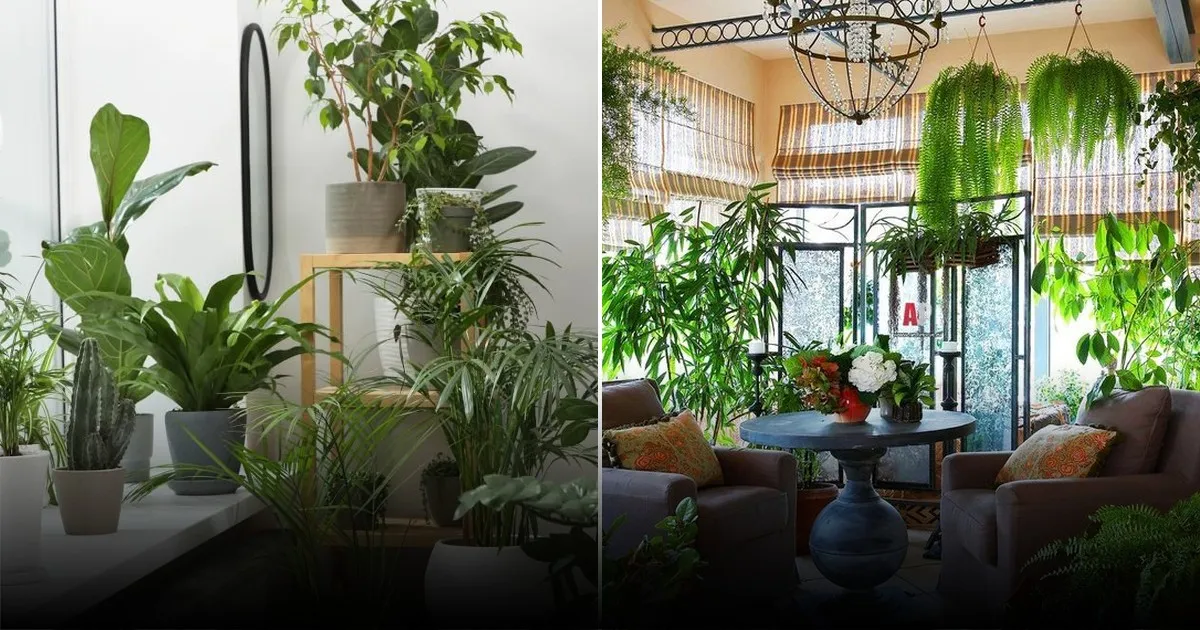 Что могут поведать о микроклимате в доме ваши комнатные растения