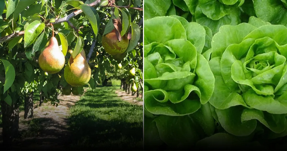 Что посадить после тыквы: советы для быстрорастущих культур на плодородной грядке