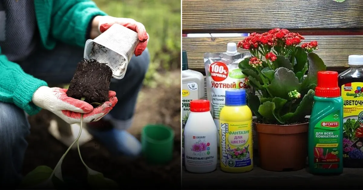 Дачный календарь: какую рассаду пора сажать в феврале-мае