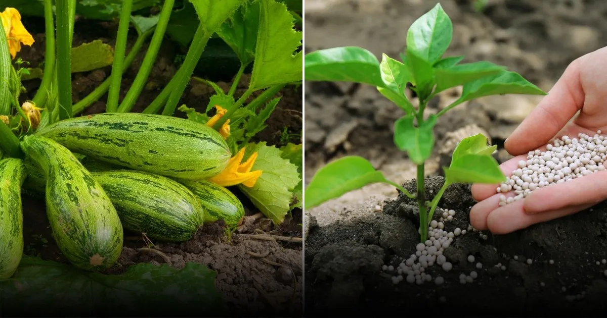 Эффективные способы восстановления почвы после выращивания кабачков