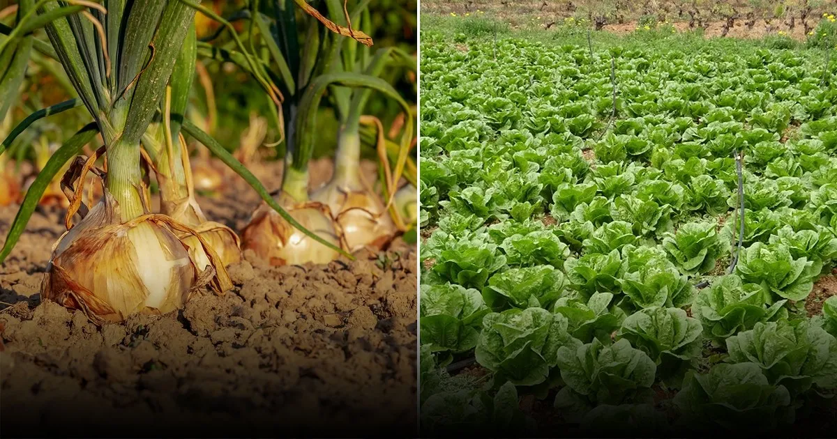 Советы по соседству для успешного выращивания лука