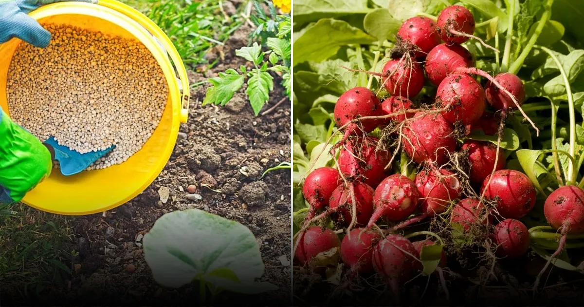 Что сажать после редиса: быстрая ротация для занятых огородников