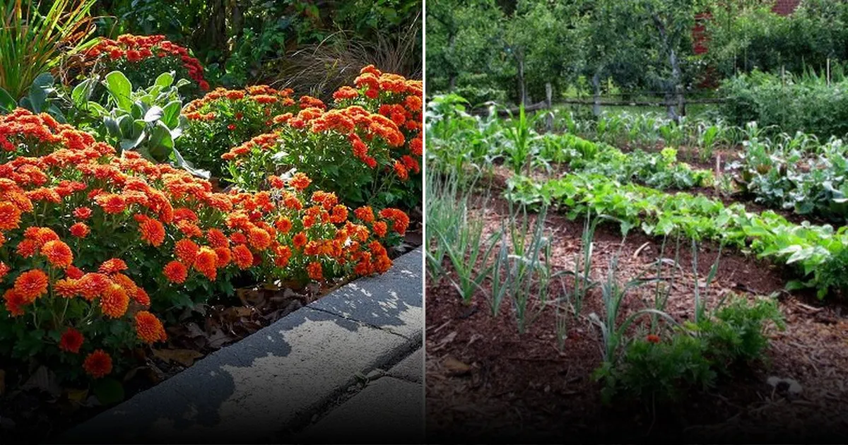 Агрономические дали советы советы по использованию бархатцев для защиты огорода