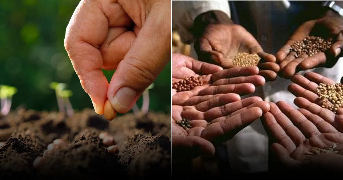 Долгосрочное хранение и проверка всхожести семян