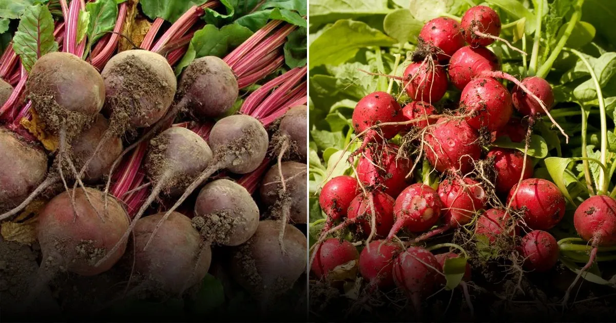 Что посадить после свеклы: как получить два урожая за сезон