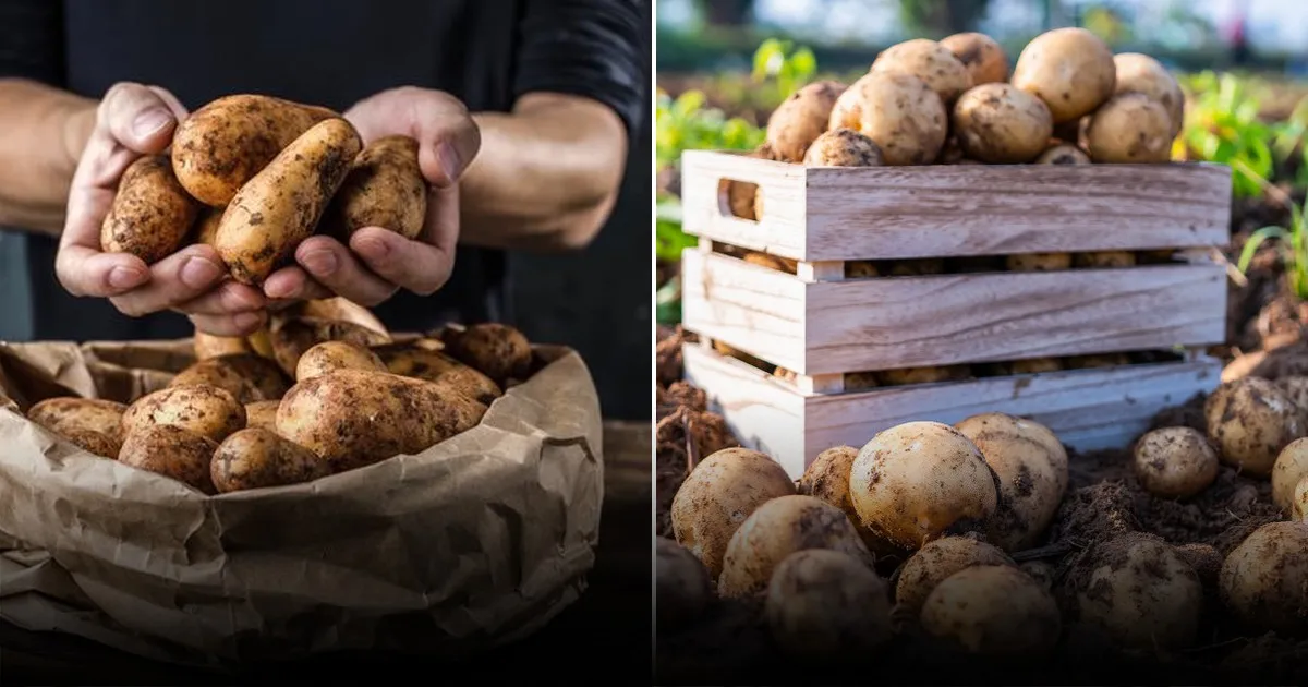 Названы натуральные способы защиты картофеля от колорадского жука