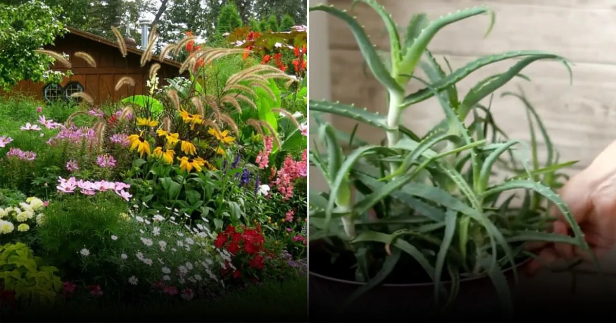 Названы домашние растения, которые привлекают удачу и благополучие в 2026 году