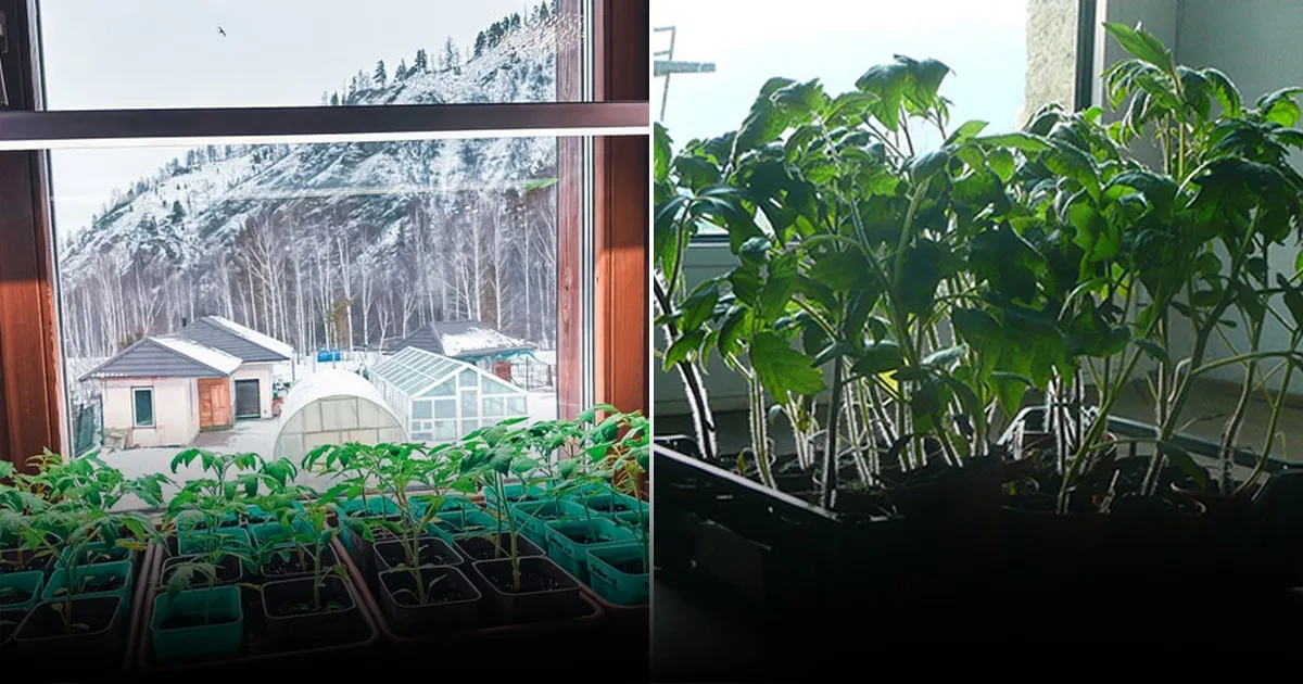 Как укрепить рассаду с помощью вентилятора: советы и рекомендации